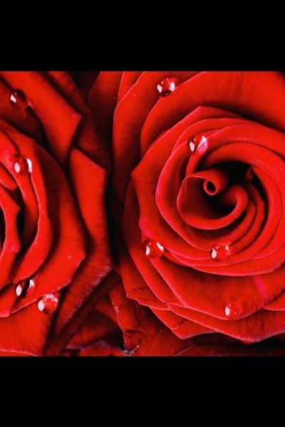 harlowhayes thumbnail