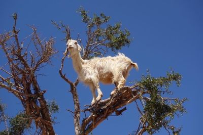 thebestavailable thumbnail