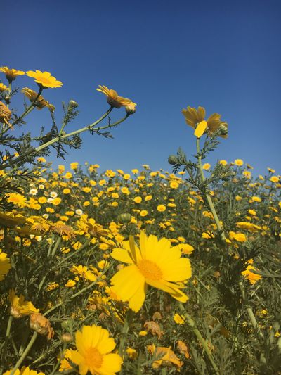 fractalstars thumbnail