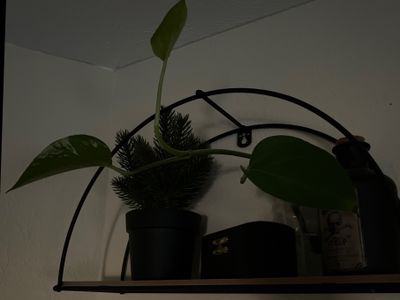 majestybunni thumbnail