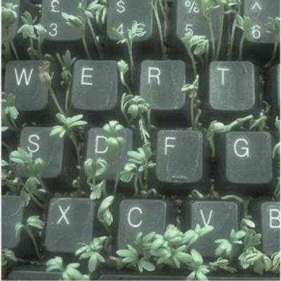 konijnzlut thumbnail