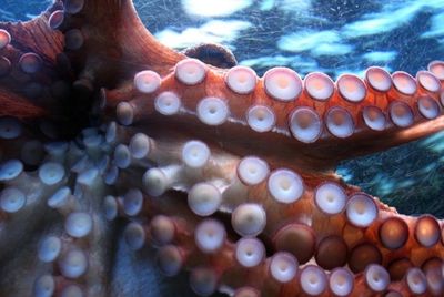 schiggy_13 thumbnail