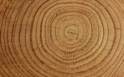 Beefstrokem_off profile