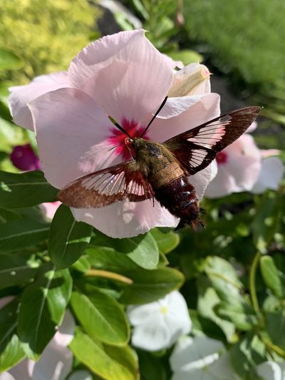 happyti06971058 thumbnail