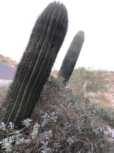 seismicitalianwong thumbnail