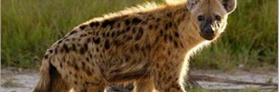 brunotyphuno thumbnail