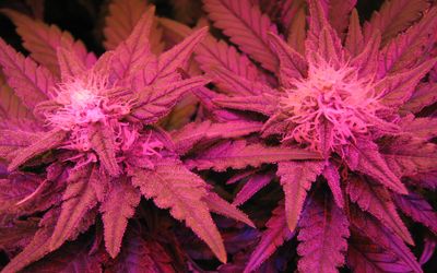 toasted_goddess thumbnail