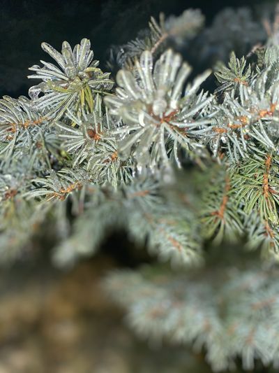 slütmuffin thumbnail