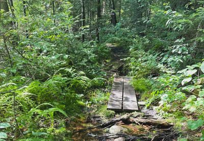 mickeyisaperv.info thumbnail