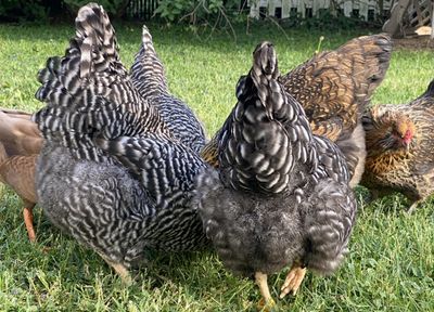 the.mr.chicken thumbnail