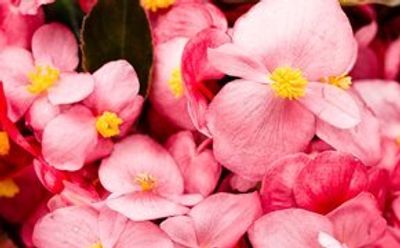 Princess N thumbnail