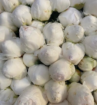 cocoa.lure thumbnail