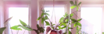 qteefoxx_free thumbnail