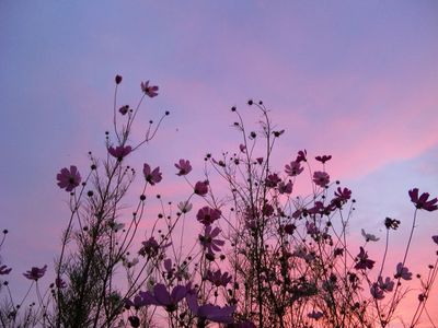 laguatemami thumbnail