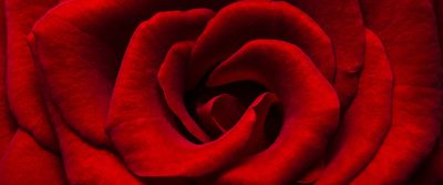 SCARLET LOVELLA thumbnail