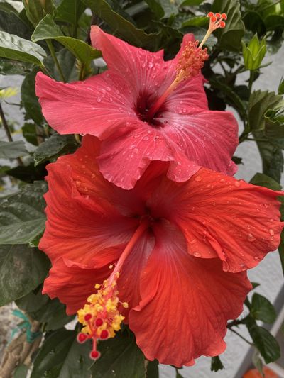 lunarg0ddessfree thumbnail