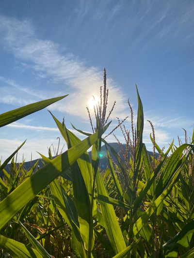 chrisfeets thumbnail