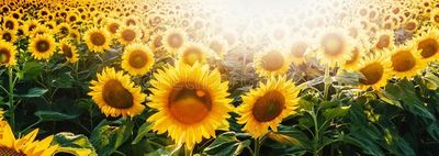 arya_2.468 thumbnail