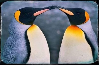 xyorkshireladx thumbnail