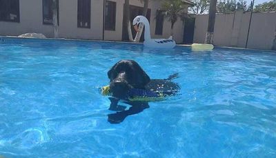 td_fiorito thumbnail