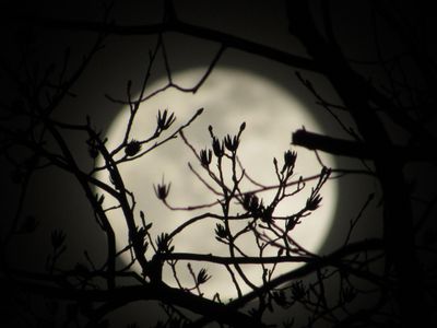 lilith-noir thumbnail