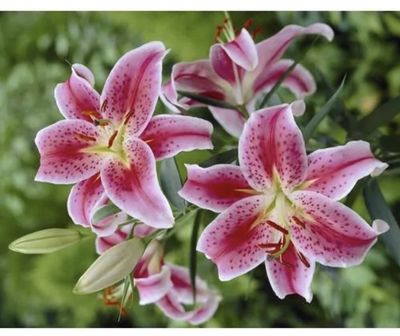 StellarLily thumbnail