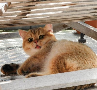 fuego.pawn thumbnail