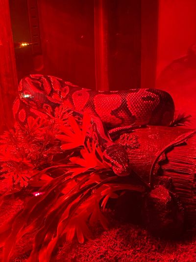 goodgalgingyfree thumbnail