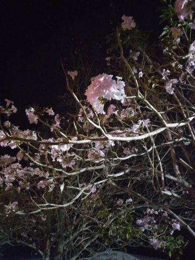 kitsune_792 thumbnail