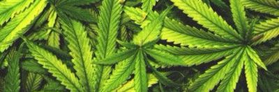 viniciusfederige thumbnail