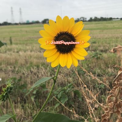 stillpoppinnn thumbnail