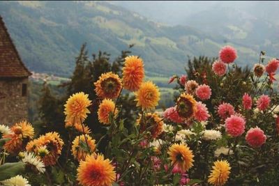 goblin_prince thumbnail