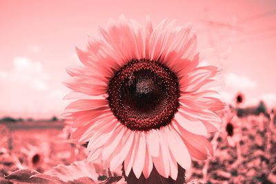 sweet.catt thumbnail