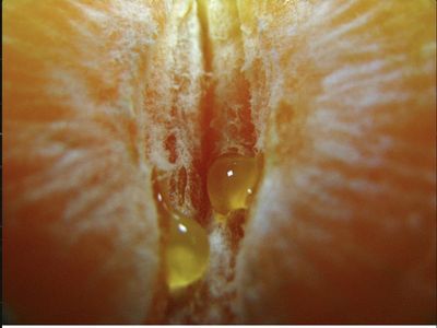 PiNK NiPPLES thumbnail