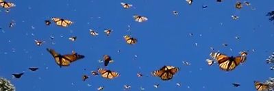 fantasy_jewel thumbnail