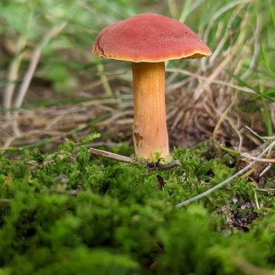 Masturchiefing thumbnail