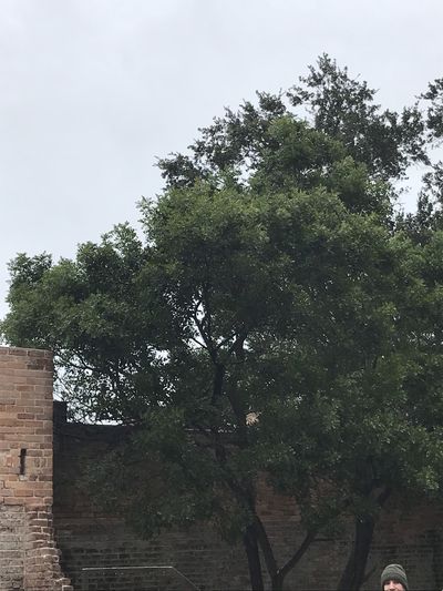 truebackbreaker thumbnail