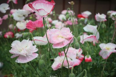 sammibunny23 thumbnail