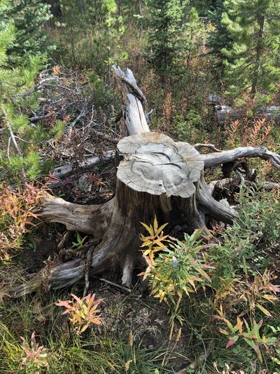 ellabell12 thumbnail