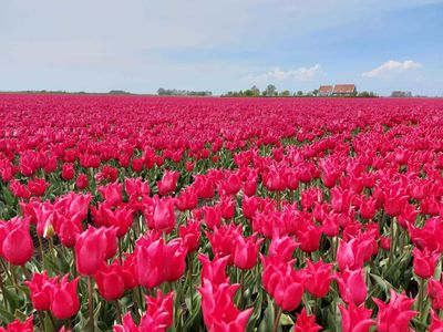 paulitamooie thumbnail