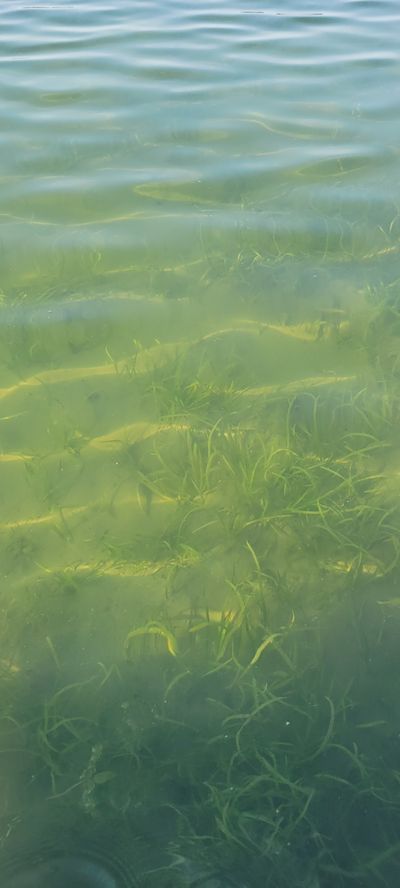 bummer_summer thumbnail