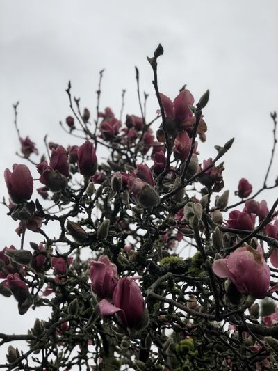 viirgo_baaby thumbnail