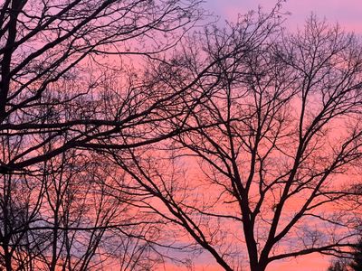 filomenastar thumbnail