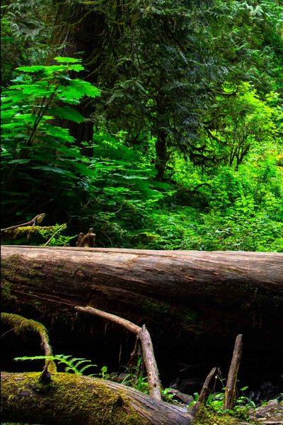 dild0baggins thumbnail