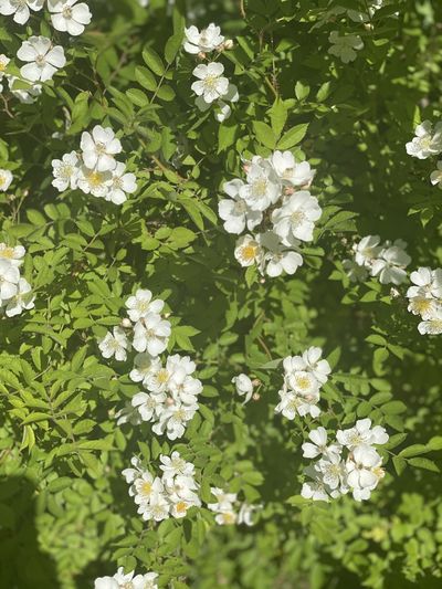 jasmineeej thumbnail