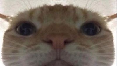 sssmalltea thumbnail