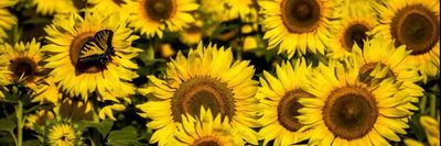 meetkennedyb thumbnail