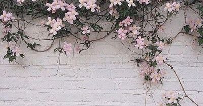 xalexisrosex thumbnail