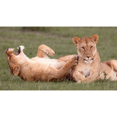 🎀  𝒬𝓊𝑒𝑒𝓃🎀 thumbnail