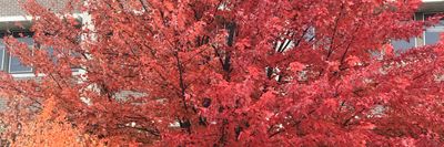 blac_synner thumbnail